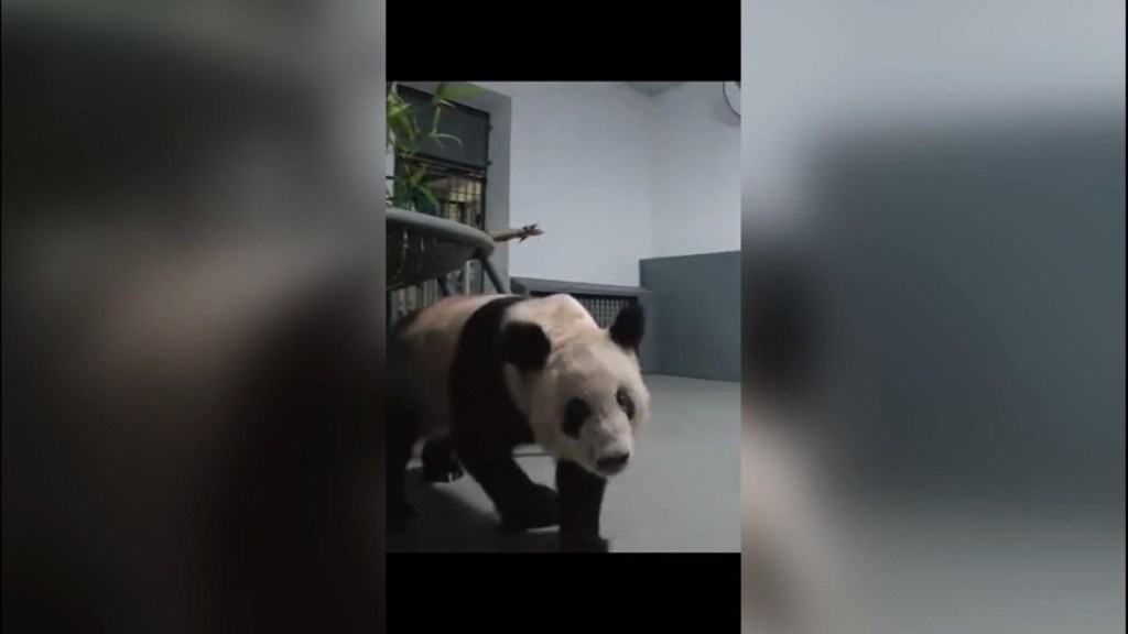 It was the return of Yaya, the giant panda, to China
