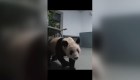 Así fue el regreso de Yaya, la panda gigante, a China