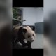 Así fue el regreso de Yaya, la panda gigante, a China