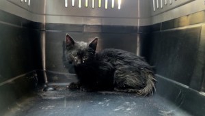 Así rescatan a un gatito que estuvo 3 días atrapado en una tubería