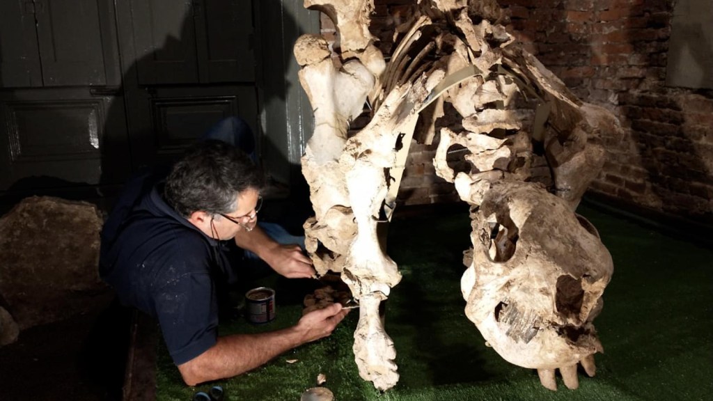 Descubren el fósil de un cachorro de armadillo de 700.000 años
