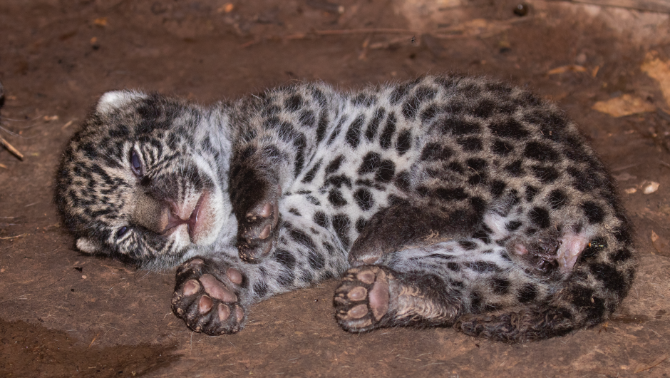 Cachorro de jaguar nacido el 5 en marzo de 2023 en el Parque Nacional El Impenetrable, provincia de Chacho, Argentina. Foto: Gerardo Cerón/Rewilding Argentina