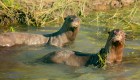 “Coco” (de Dinamarca) y “Alondra” (de Hungría), la pareja de nutrias gigantes que ya se encuentra consolidada en el Parque Iberá, provincia de Corrientes, Argentina. Foto: Matías Rebak/Rewilding Argentina