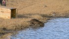 Liberación de un coipo en el cañadón del río Pinturas, Parque Patagonia Argentina, donde la especie se encuentra localmente extinta. Foto: Franco Bucci/Rewilding Argentina