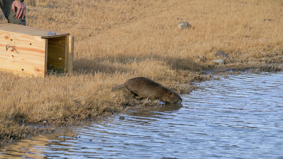 Liberación de un coipo en el cañadón del río Pinturas, Parque Patagonia Argentina, donde la especie se encuentra localmente extinta. Foto: Franco Bucci/Rewilding Argentina