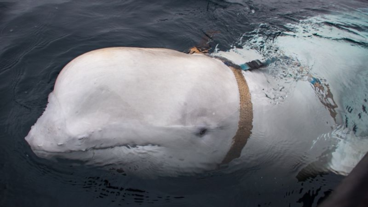 La supuesta ballena «espía» rusa está en aguas suecas