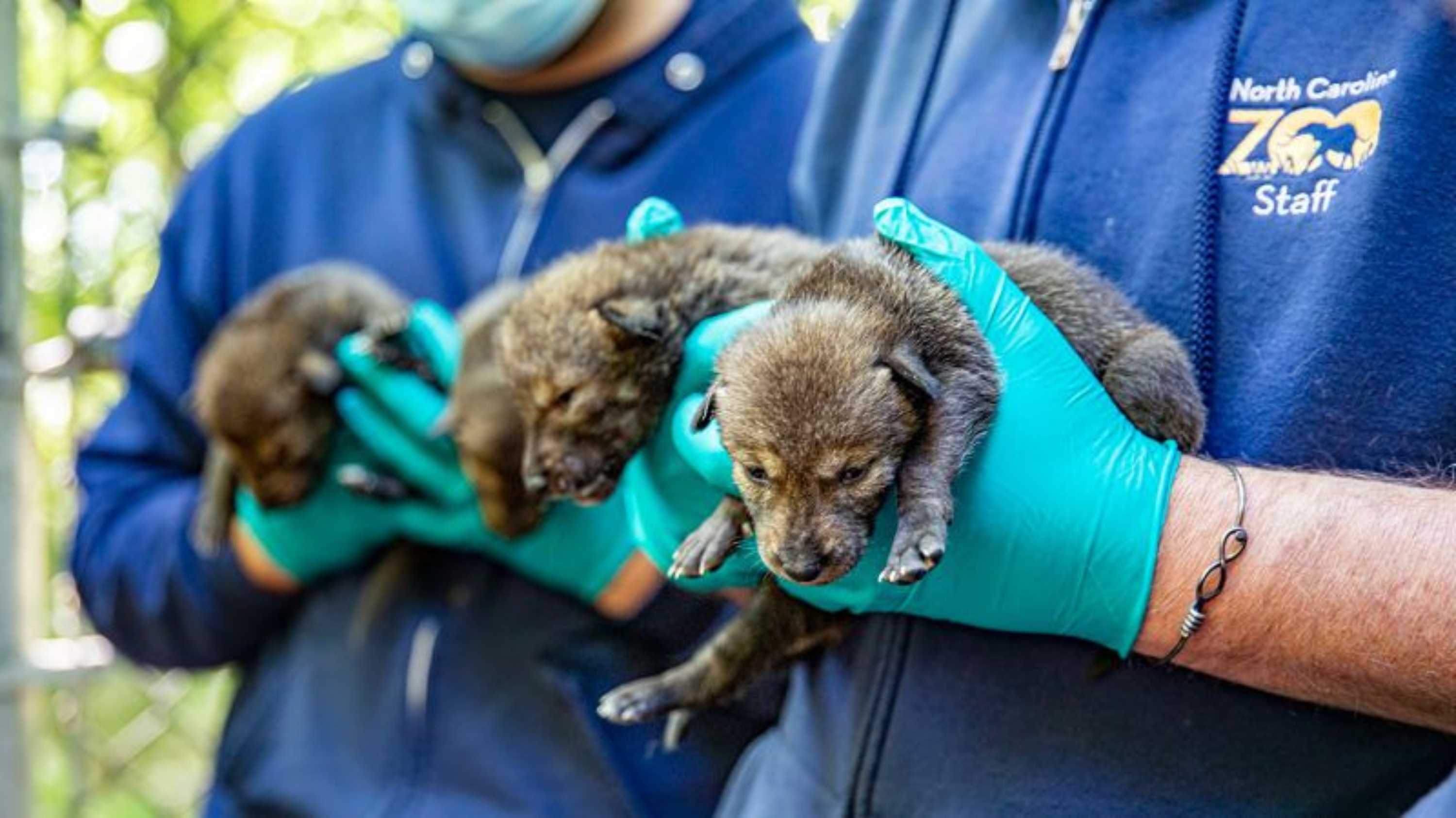 A dozen endangered red wolf pups are born in the US