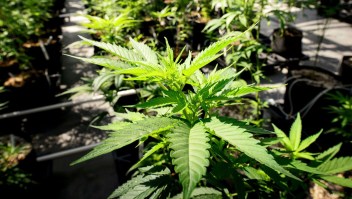 Plantas de marihuana crecen en un invernadero del Minnesota Medical Solutions.