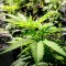 Plantas de marihuana crecen en un invernadero del Minnesota Medical Solutions.