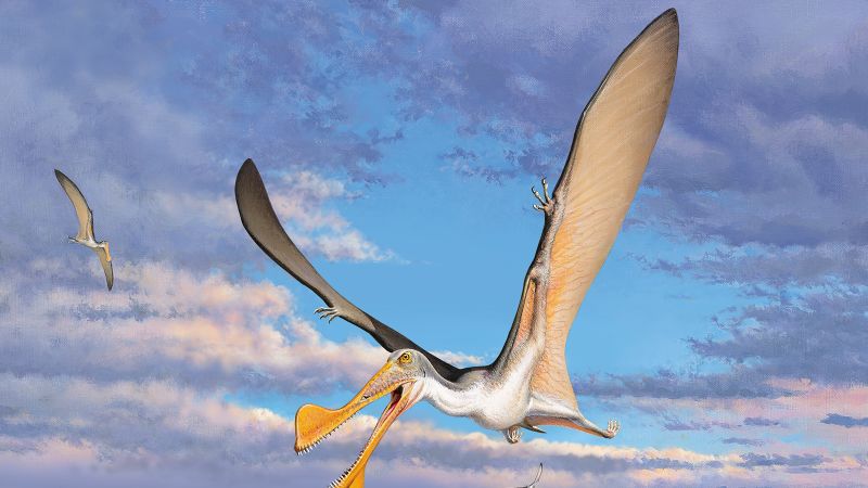 El pterosaurio, el reptil volador más antiguo del mundo, vive en Australia hace millones de año, según un estudio
