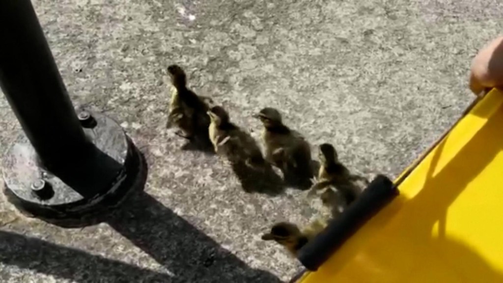 This is how they rescued trapped baby ducklings