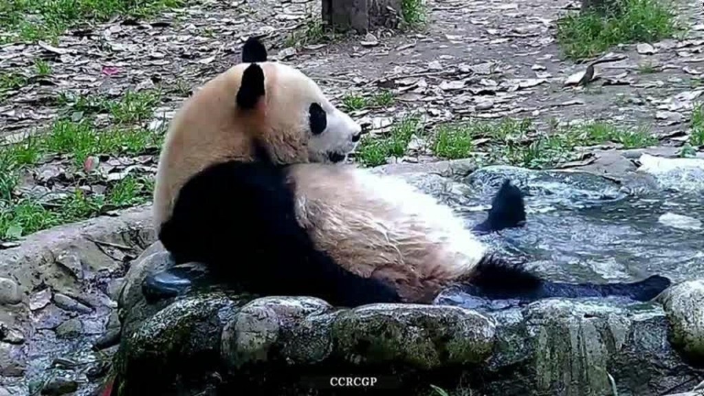 El momento en que un panda se baña