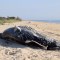 Las dos ballenas jorobadas encontradas muertas frente a la costa de Nueva York sufrieron un "traumatismo por objeto contundente"