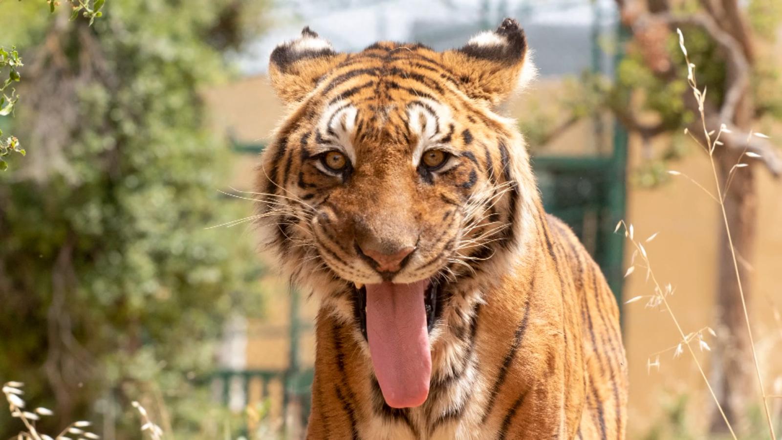 Tigres rescatados en Argentina llegan a su nuevo hogar