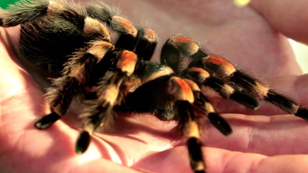 Unusual proposal of a zoo to overcome the fear of spiders