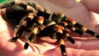 Inusual propuesta de un zoológico para superar el miedo a las arañas