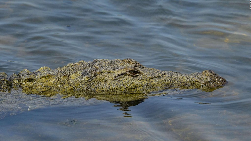 An incredible look into the world of crocodiles in Dubai