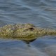 Una sorprendente mirada al mundo de los cocodrilos en Dubai