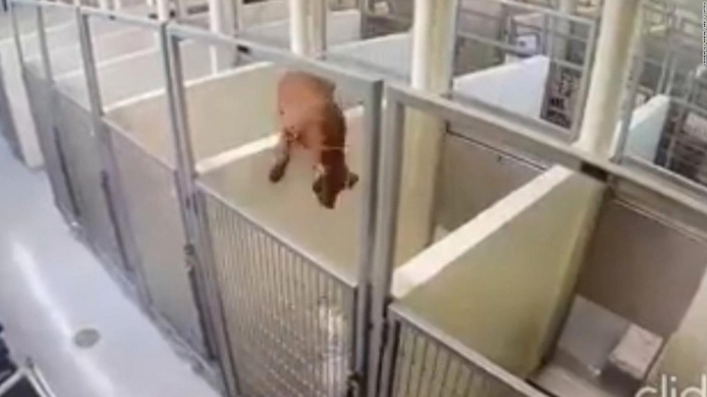 Pitbull climbs a wall to be with his best friend