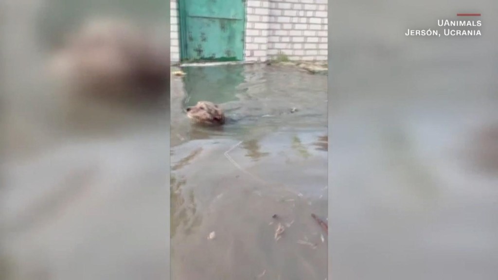 Perros y gatos son evacuados por inundaciones en Jersón