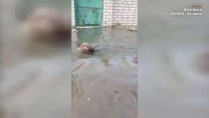 Perros y gatos son evacuados por las inundaciones en Jersón