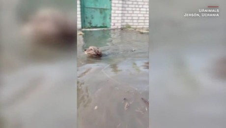 Perros y gatos son evacuados por las inundaciones en Jersón