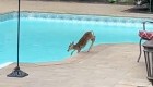 Niño rescata a ciervo bebé que cayó a una piscina