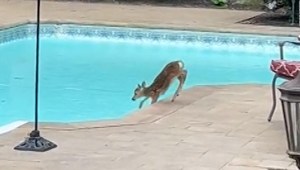 Niño rescata a ciervo bebé que cayó a una piscina