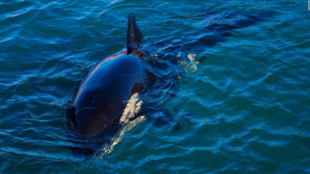 ¿Qué debes saber subre la orca Gladis?