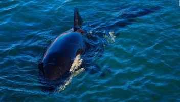 ¿Qué debes saber sobre la orca Gladis?