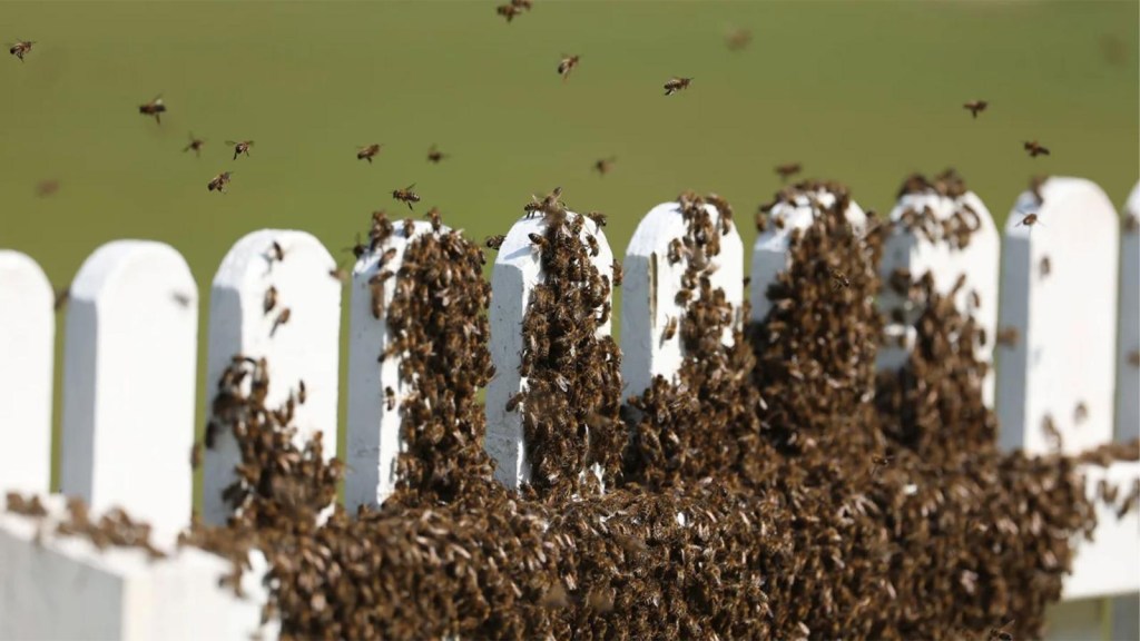 An unexpected insect invasion manages to suspend the cricket match