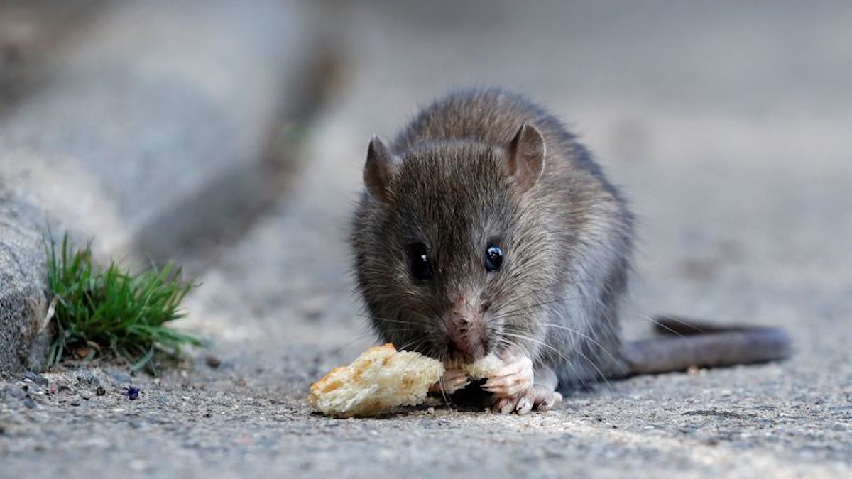 Can humans and mice live together?  Paris is trying to find out
