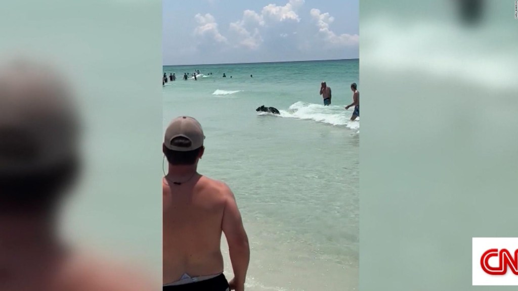 Un reto a la playa: mira cómo salió este animal del mar en Florida