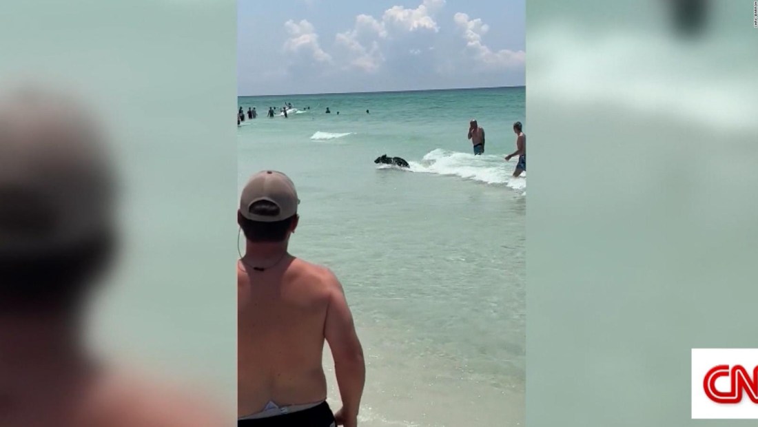 Un oso en la playa: mira cómo este animal salió del mar en Florida