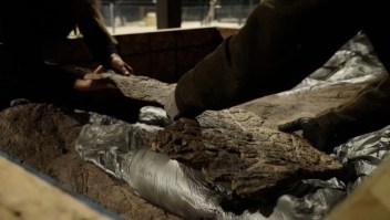 Revelan el cráneo de dinosaurio "más grande" que se haya encontrado