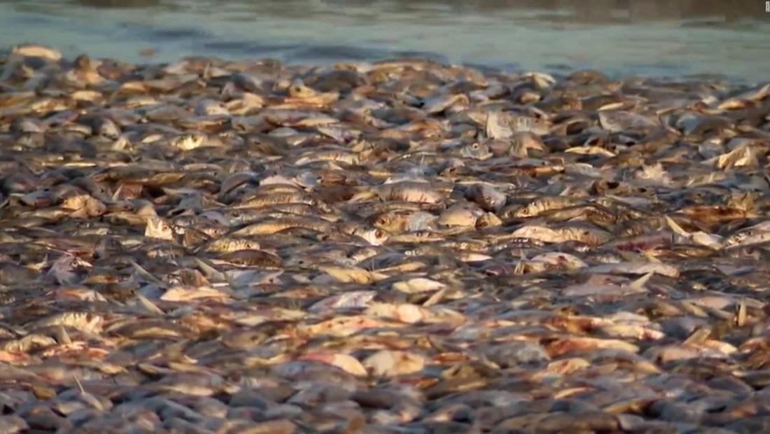 El fenómeno que causó la aparición miles de peces muertos en costas de Texas