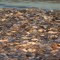El fenómeno que causó la aparición miles de peces muertos en costas de Texas