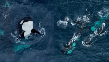 Avistamiento de 30 orcas en California durante el fin de semana