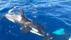 Las orcas atacan barcos en europa