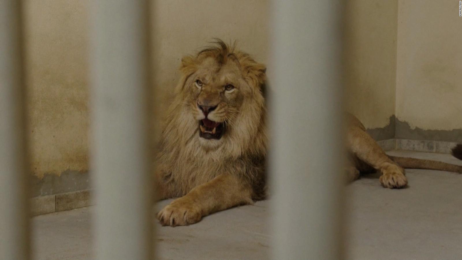 Uratowane lwy z Ukrainy przybywają do nowego domu