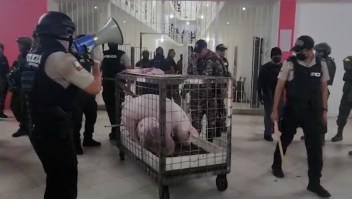 Sorprendente decomiso en cárcel de Ecuador: hallaron hasta cerdos y gallos