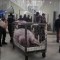 Sorprendente decomiso en cárcel de Ecuador: hallaron hasta cerdos y gallos