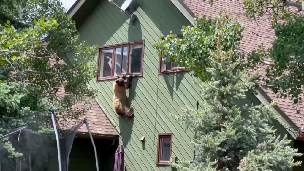 fearless bear hangs out of a window