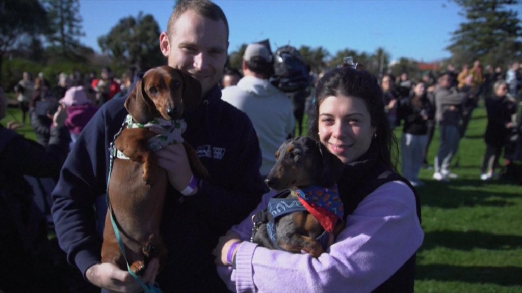 These dachshunds break world records in Australia