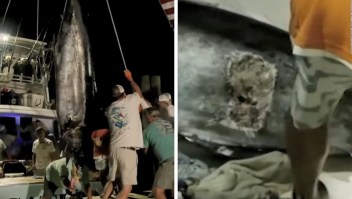 Tiburón arruina un pago de US$ 3,5 millones para pescadores