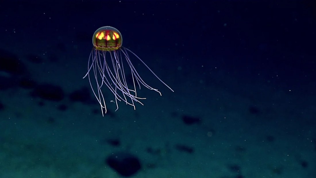 fondo del océano mar riesgos