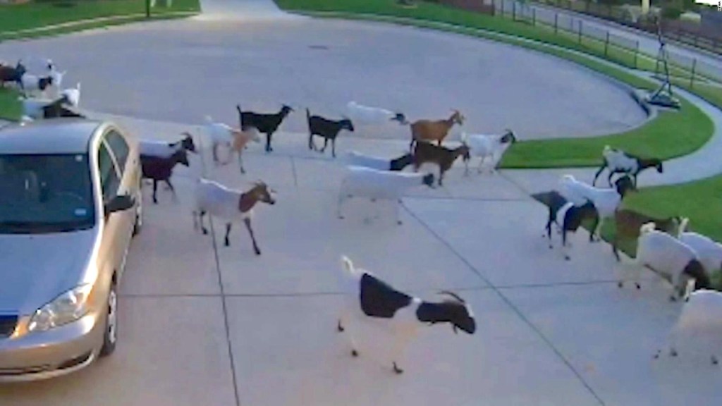 Mira al que hizo estas cabras tras escapar