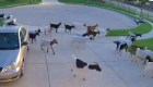 Mira lo que hicieron estas cabras tras escapar