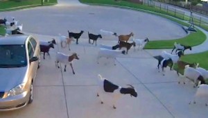 Mira lo que hicieron estas cabras tras escapar
