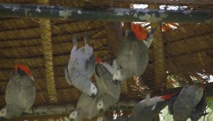 El loro gris africano, una de las especies más traficadas del mundo